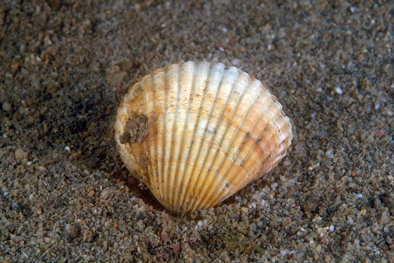 Cerastoderma glaucum